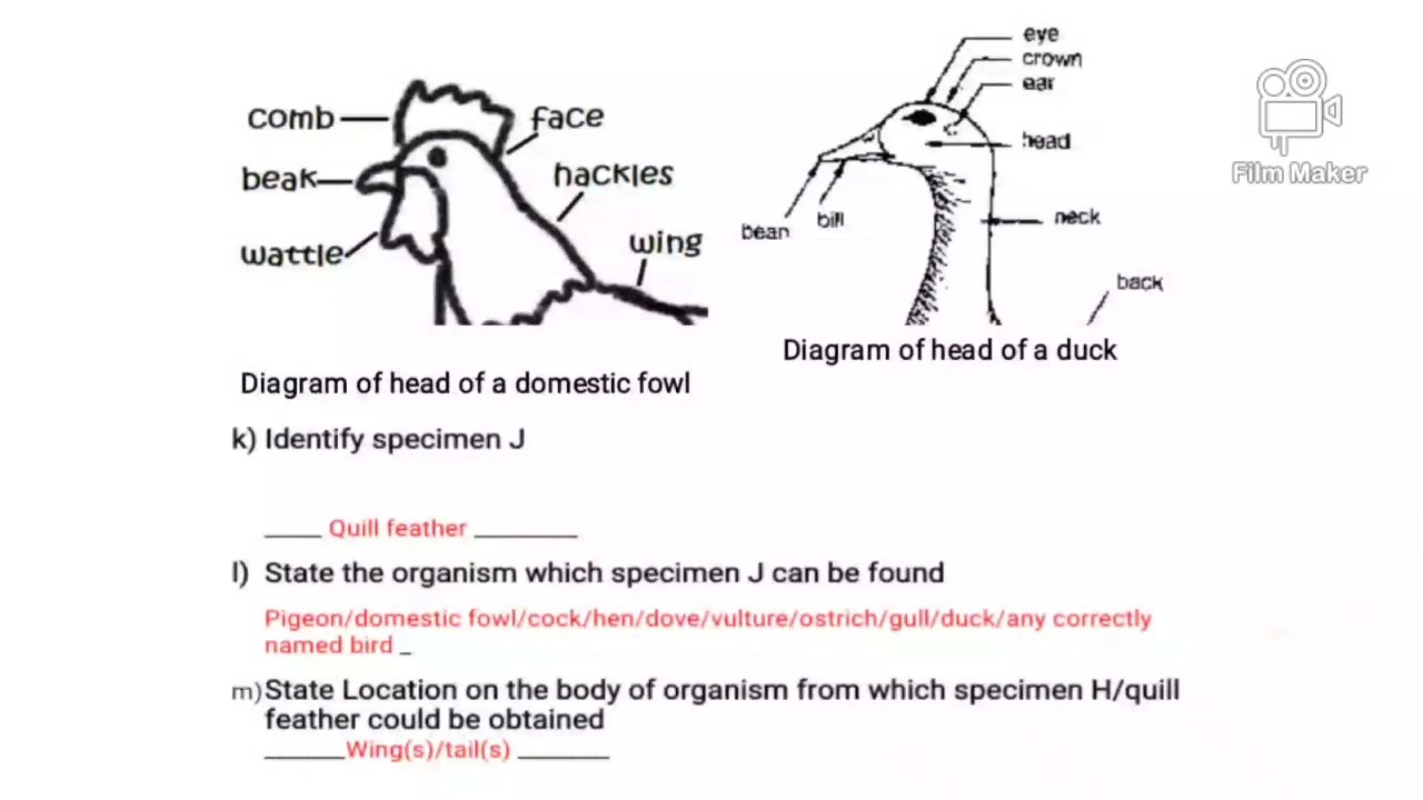 How to Pass Biology in NECO